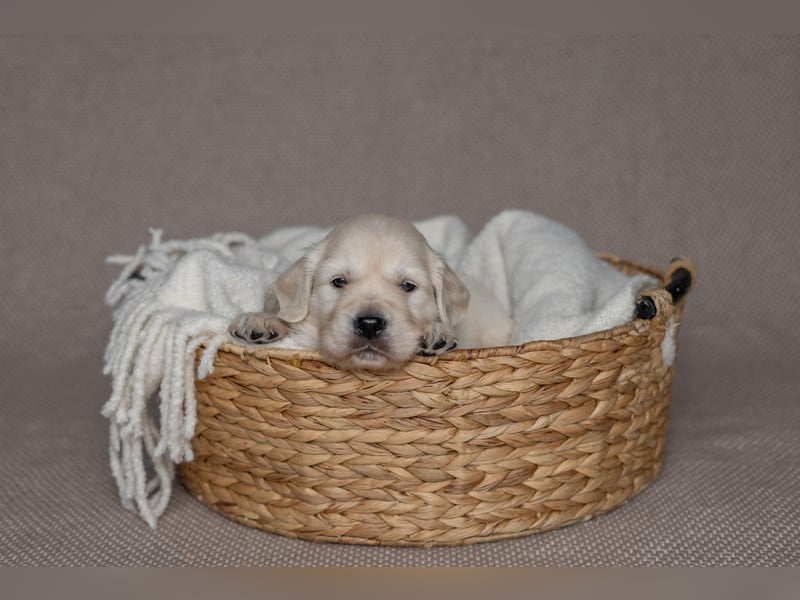 HD-A Golden Retriever Deckrüde - FCI Linie - Deckerfahren - English Cream - Raum München / Augsburg