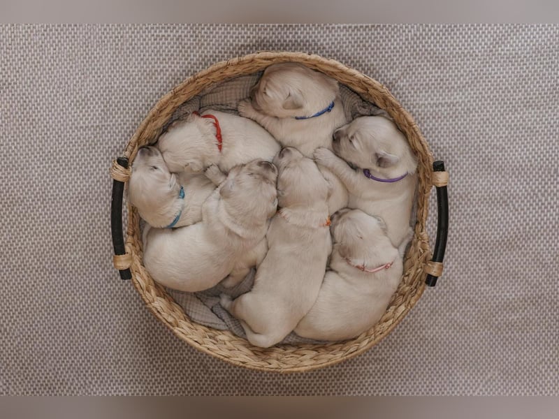 HD-A Golden Retriever Deckrüde - FCI Linie - Deckerfahren - English Cream - Raum München / Augsburg