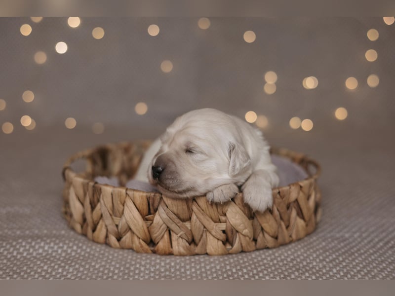 HD-A Golden Retriever Deckrüde - FCI Linie - Deckerfahren - English Cream - Raum München / Augsburg