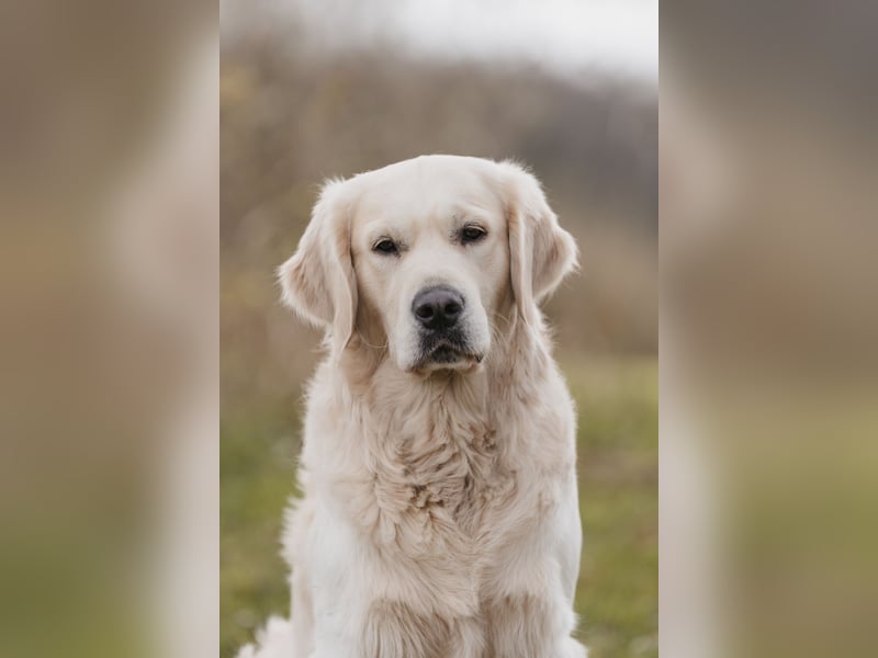 HD-A Golden Retriever Deckrüde - FCI Linie - Deckerfahren - English Cream - Raum München / Augsburg
