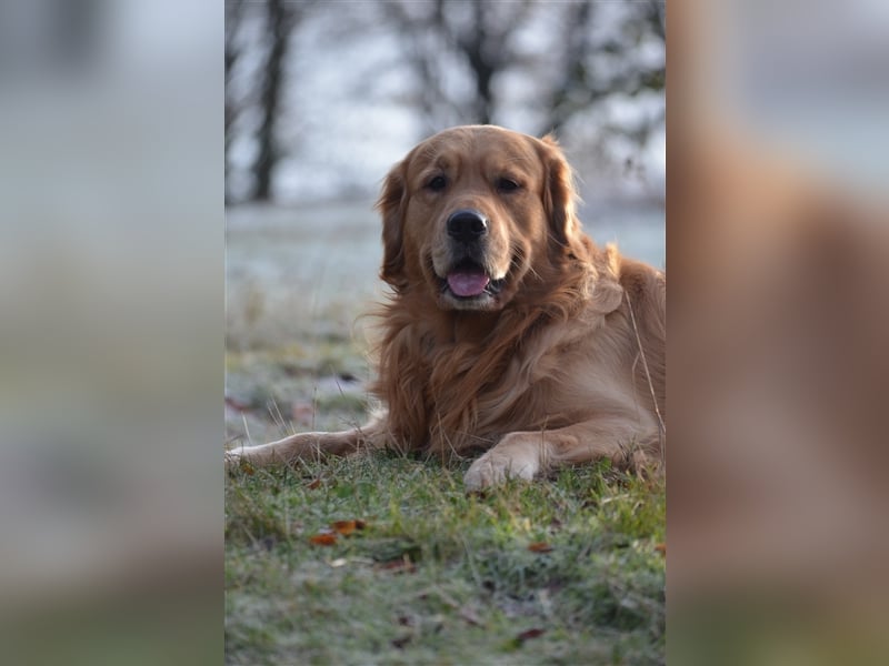 Golden Retriever Deckrüden