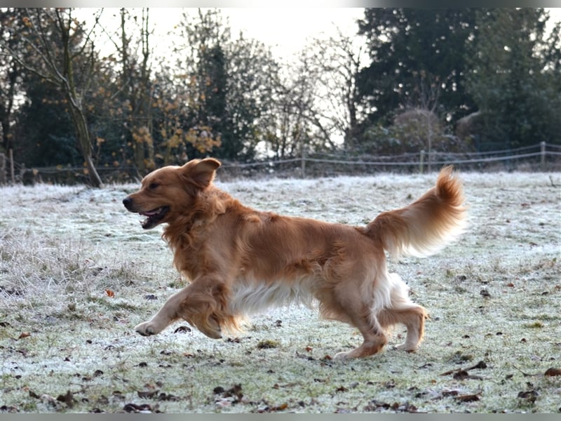 Golden Retriever Deckrüden