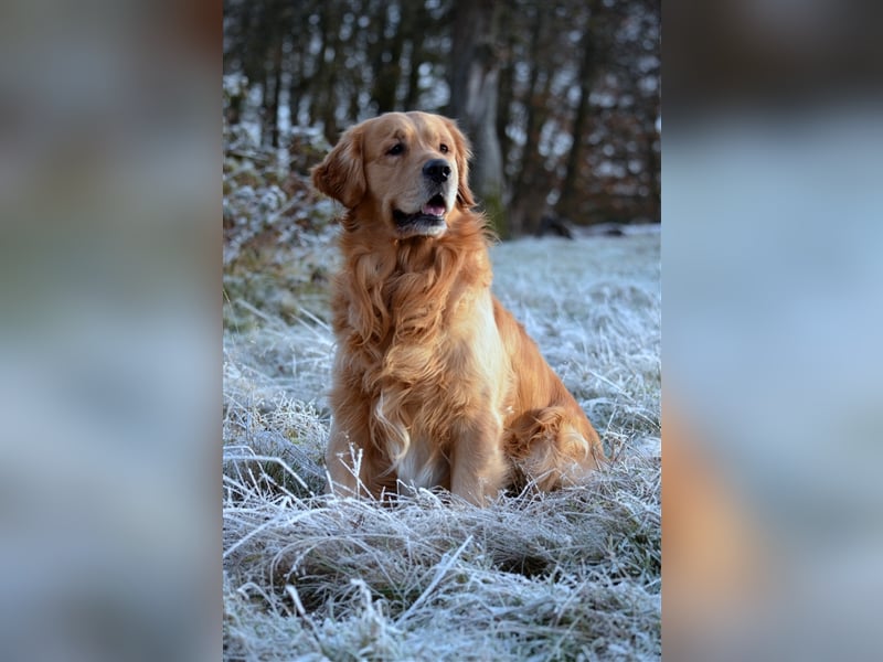 Golden Retriever Deckrüden