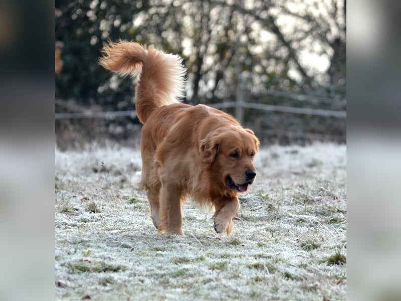 Golden Retriever Deckrüden