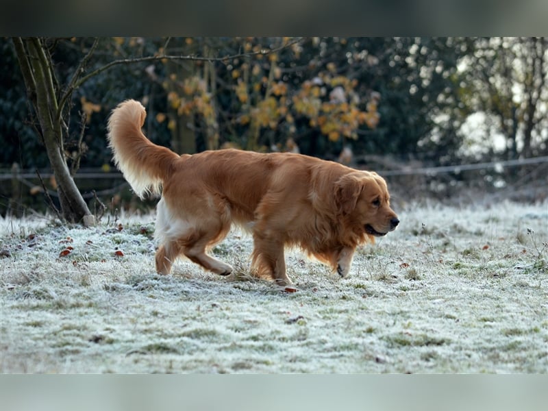 Golden Retriever Deckrüden