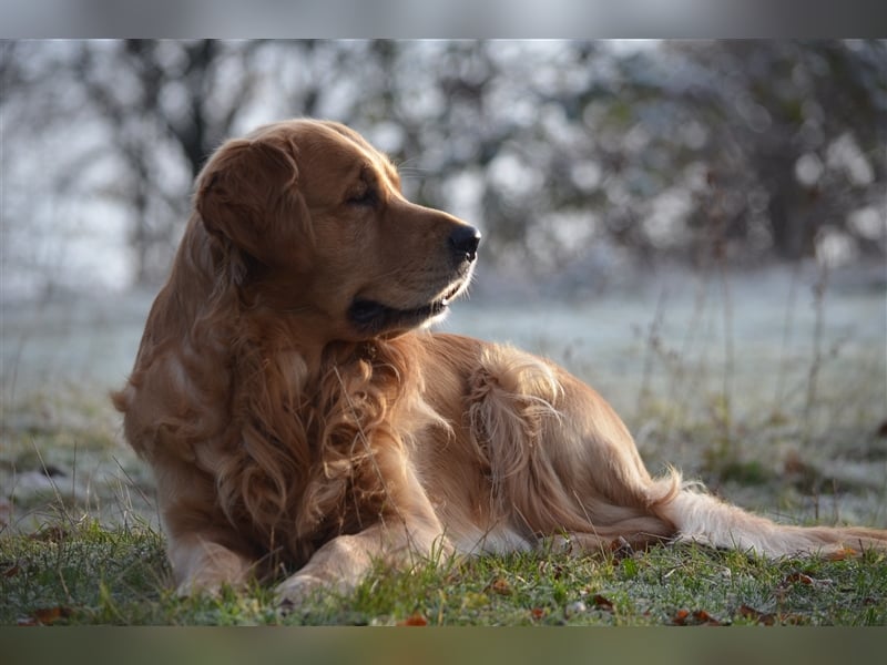 Golden Retriever Deckrüden