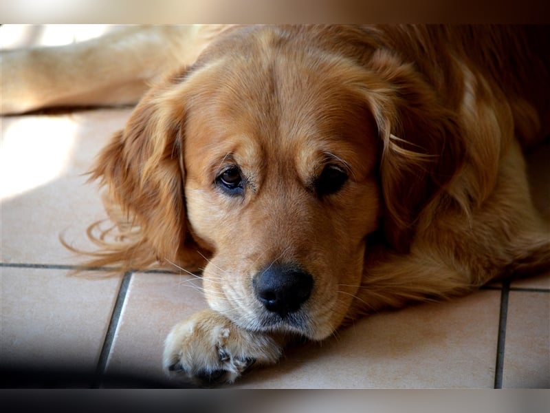 Golden Retriever Deckrüden