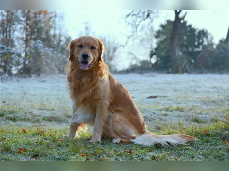 Golden Retriever Deckrüden