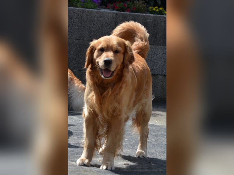 Golden Retriever Deckrüden