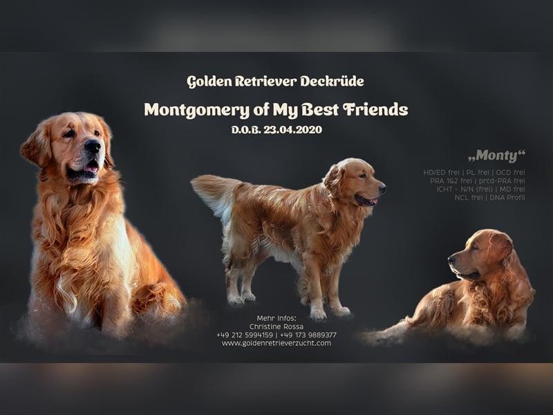 Golden Retriever Deckrüden