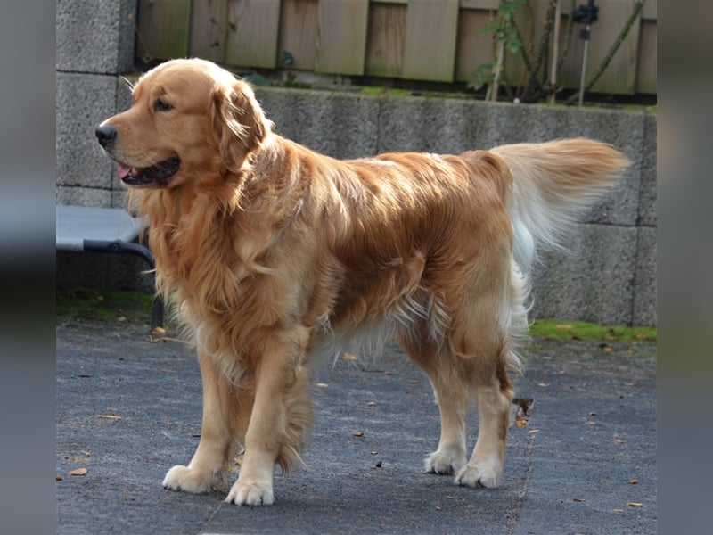 Golden Retriever Deckrüden