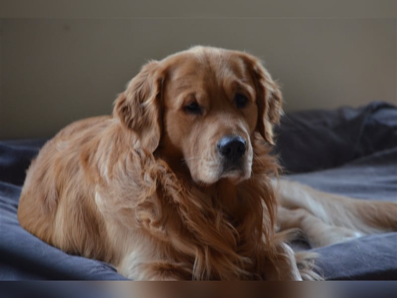 Golden Retriever Deckrüden