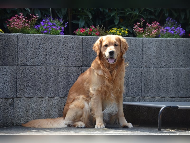 Golden Retriever Deckrüden