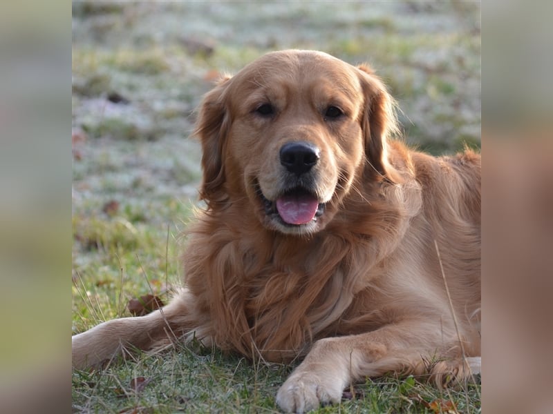 Golden Retriever Deckrüden
