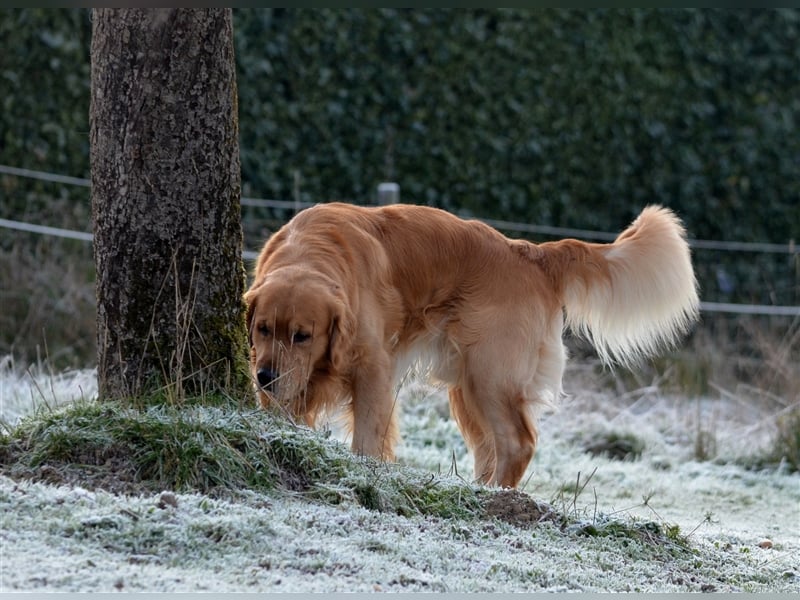 Golden Retriever Deckrüden