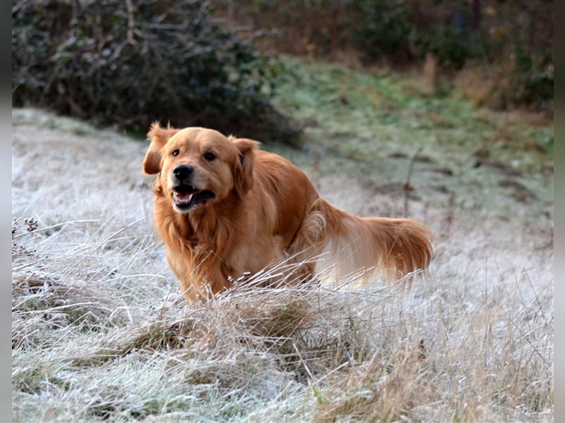 Golden Retriever Deckrüden