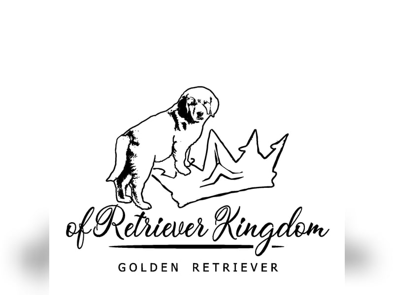 Dark Golden Retriever Deckrüde Harley D.