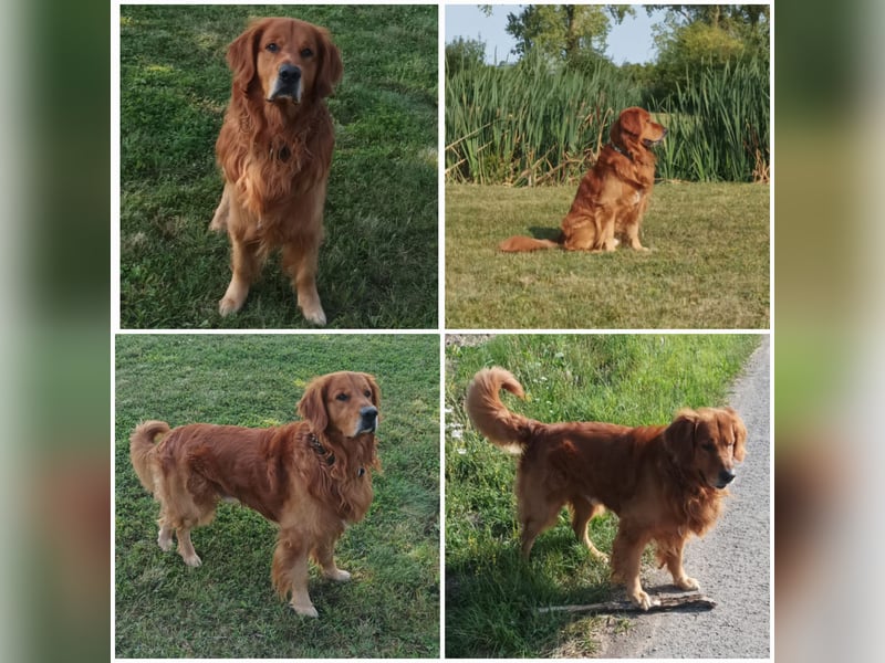 Dark Golden Retriever Deckrüde Harley D.
