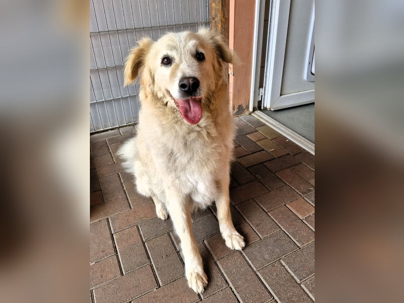 Unser lieber Opi Knox sucht seine Menschen