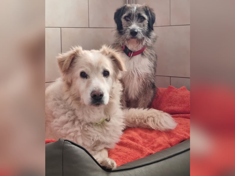 Unser lieber Opi Knox sucht seine Menschen