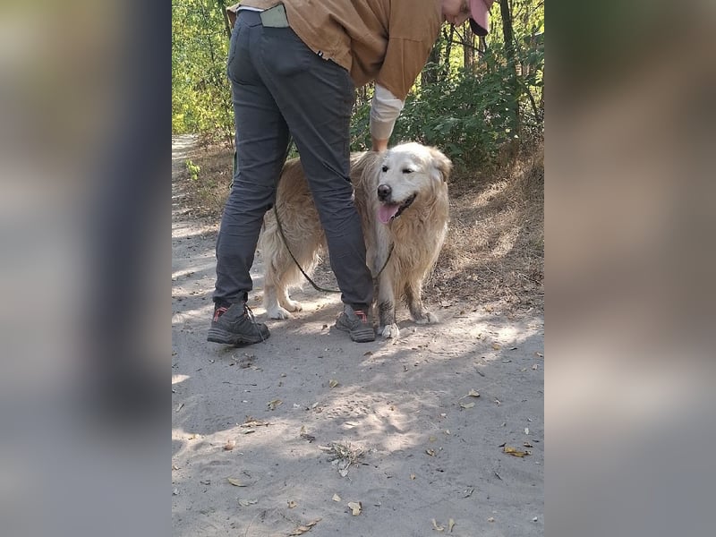 Hodor – Ein wahrer Goldschatz auf vier Pfoten 