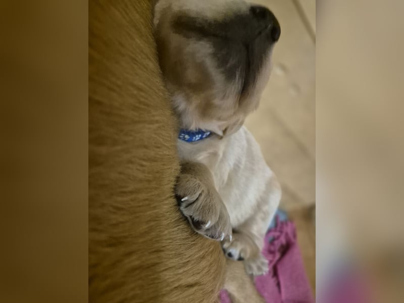 Süße Goldener Retriever Welpen