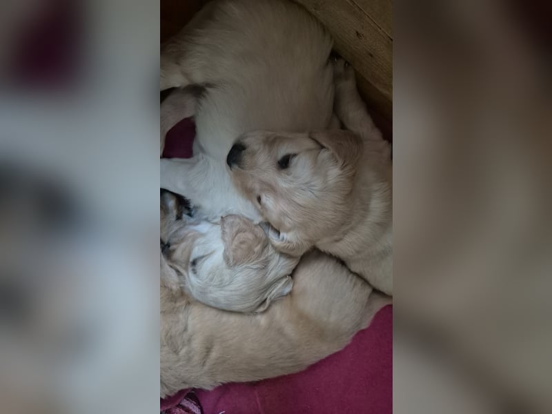 Süße Goldener Retriever Welpen