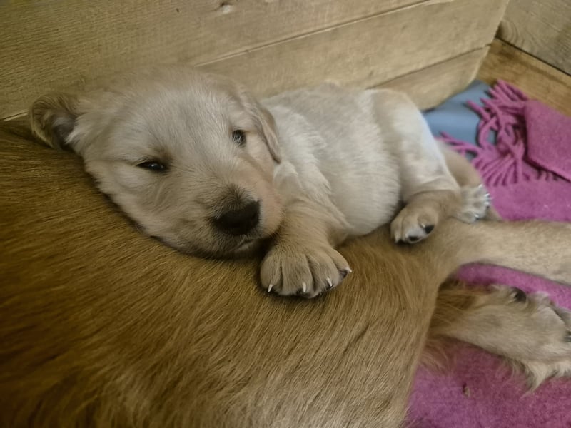 Süße Goldener Retriever Welpen