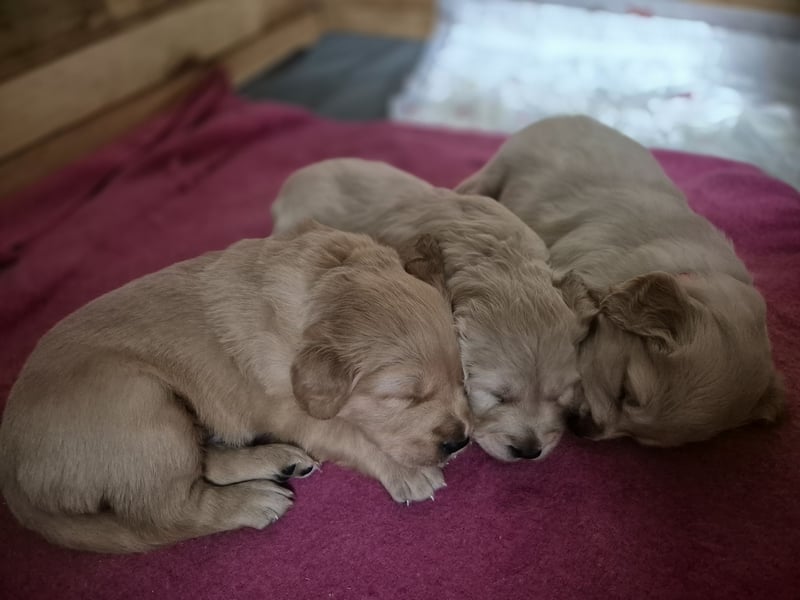 Süße Goldener Retriever Welpen