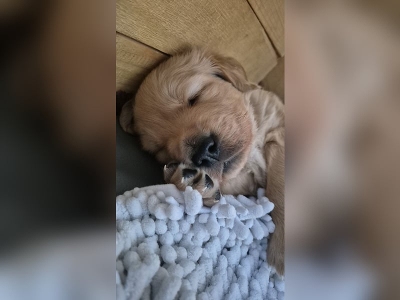 Süße Goldener Retriever Welpen