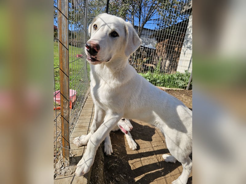 Hund Welpe Tierschutz Rüde Liam
