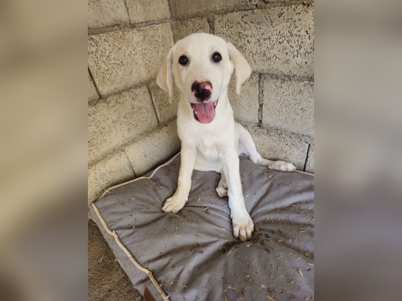 Hund Hündin Welpe Tilda Tierschutz