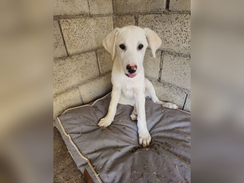Hund Hündin Welpe Tilda Tierschutz