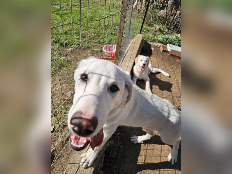 Hund Welpe Tierschutz Rüde Liam