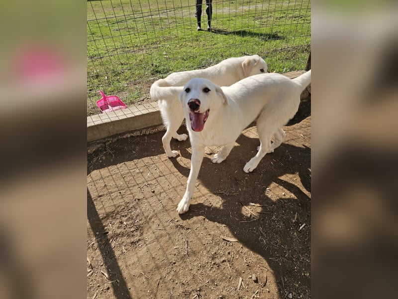 Hund Welpe Tierschutz Rüde Liam