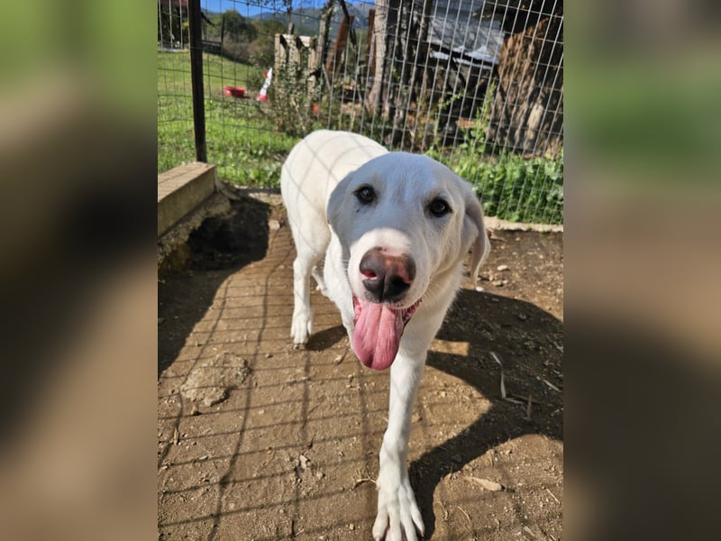 Hund Welpe Tierschutz Rüde Liam