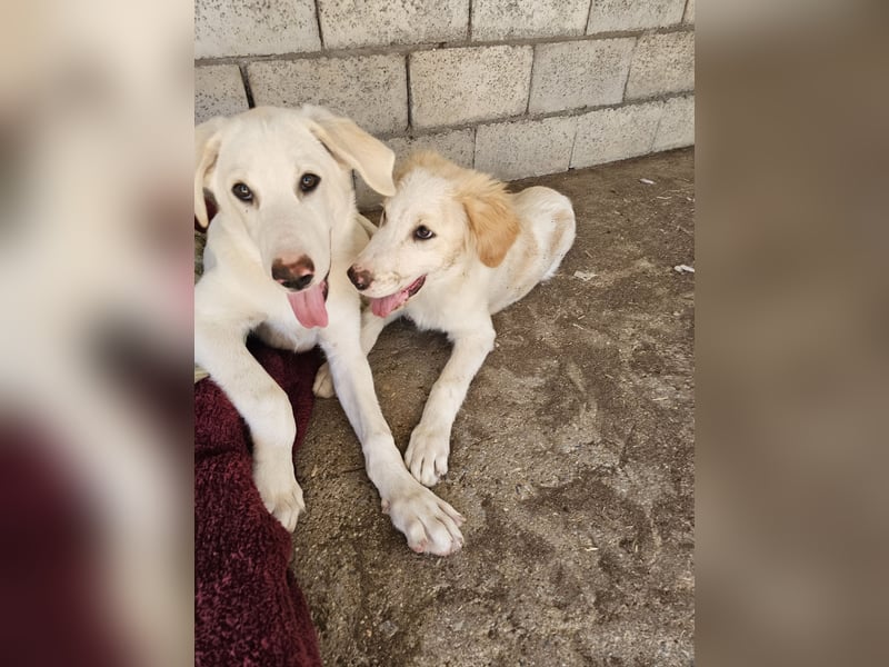 Hund Hündin Welpe Tilda Tierschutz