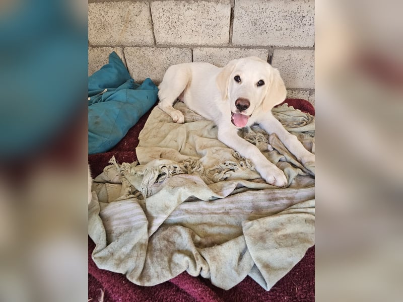 Hund Hündin Welpe Tilda Tierschutz
