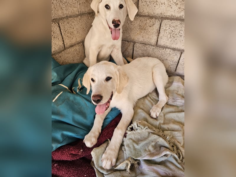 Hund Hündin Welpe Tilda Tierschutz