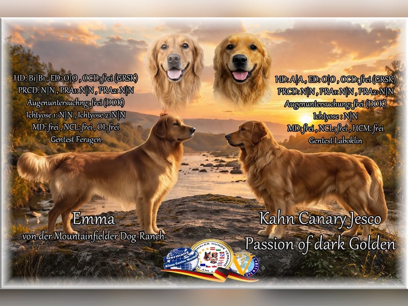 Dark Golden Retriever Rüde