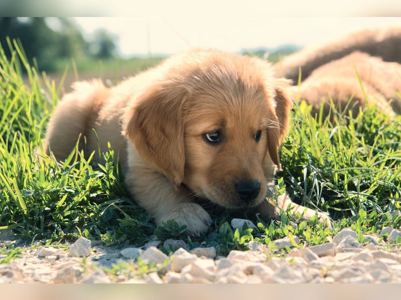 Dark Golden Retriever Rüde (Koffer gepackt)