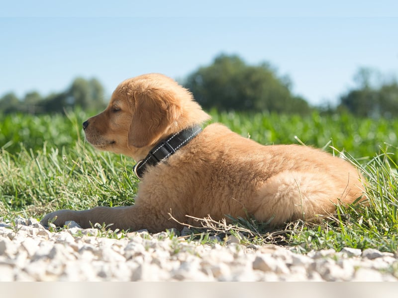Dark Golden Retriever Rüde (Koffer gepackt)