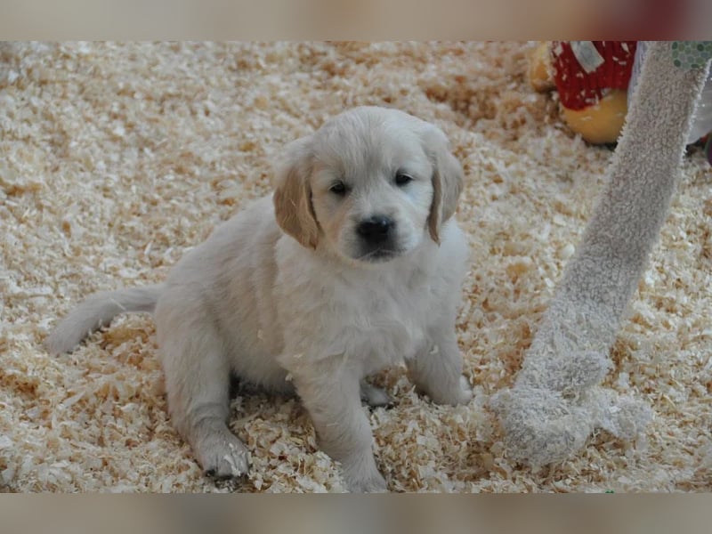 Golden retriever Hündin – geimpft, entwurmt, gechipt, mit EU-Heimtierausweis