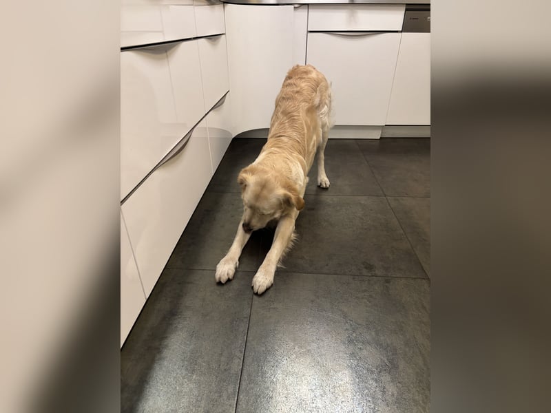 Golden Retriever abzugeben