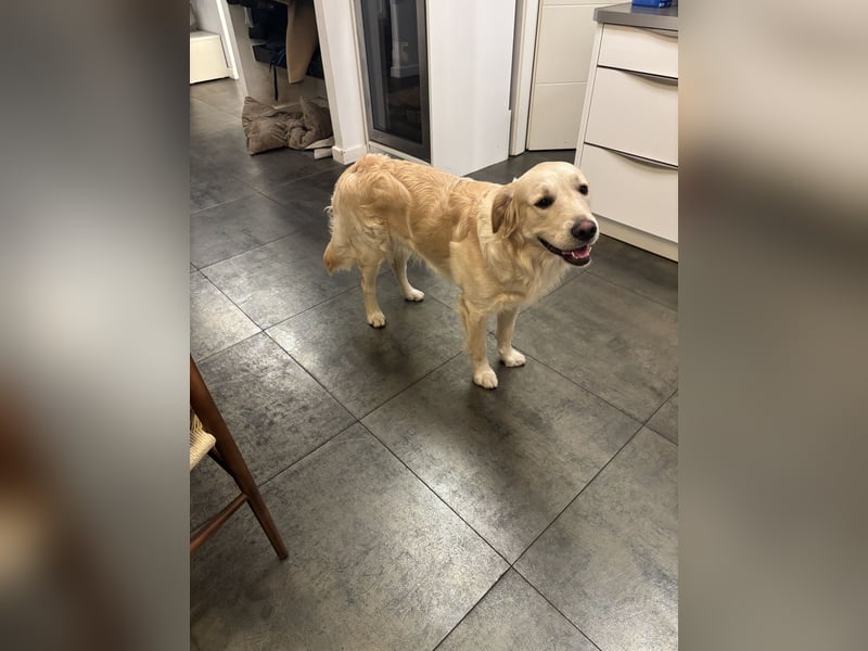 Golden Retriever abzugeben