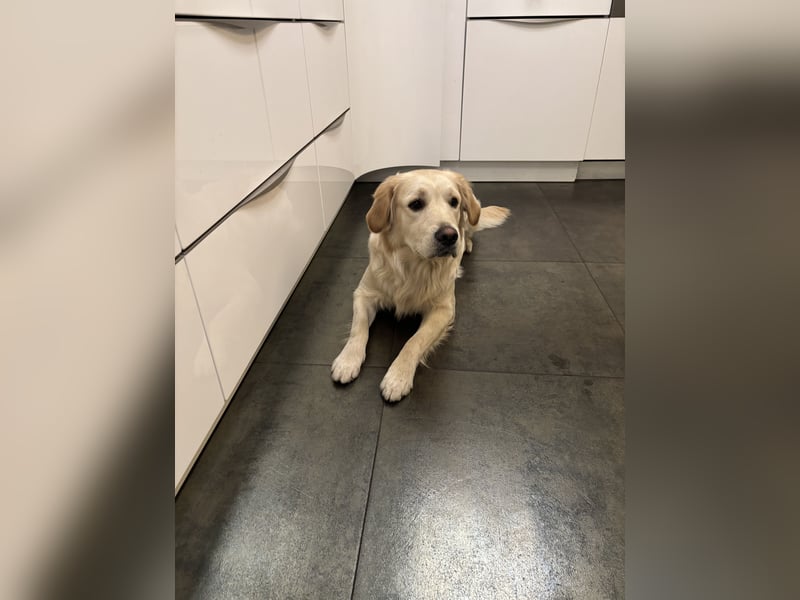 Golden Retriever abzugeben