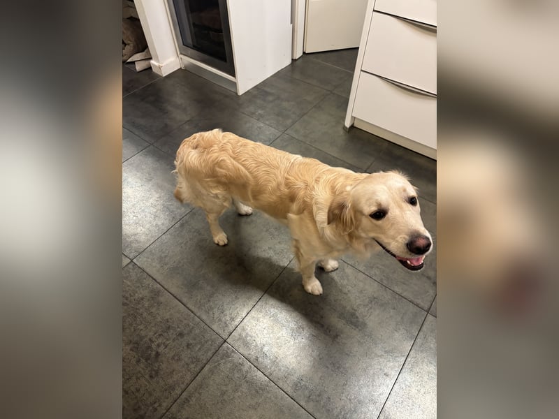 Golden Retriever abzugeben
