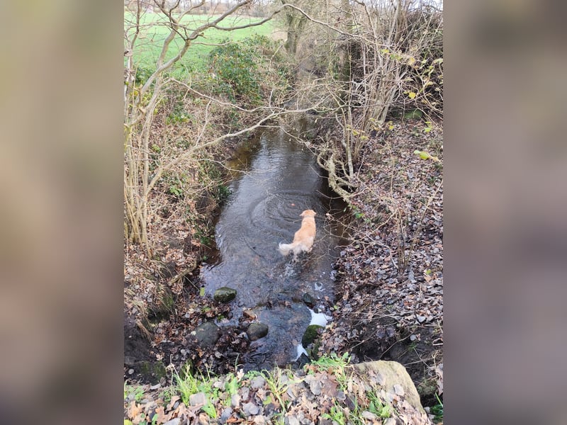 Wir suchen ein liebevolles neues Zuhause für unseren Leo