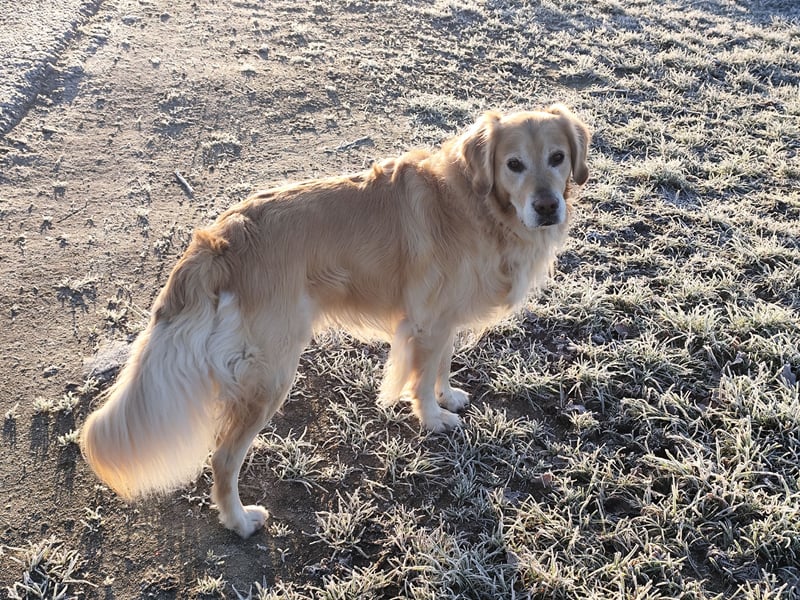 Wir suchen ein liebevolles neues Zuhause für unseren Leo