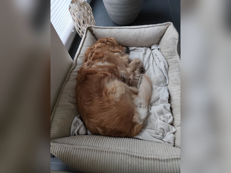 Wir suchen ein liebevolles neues Zuhause für unseren Leo